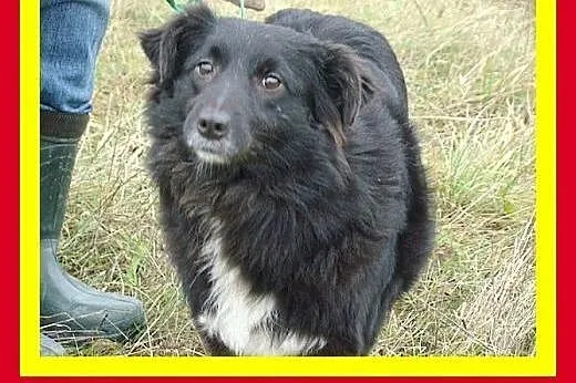 12kg,sympatyczna,łagodna,milusińska,wesoła,suczka 
