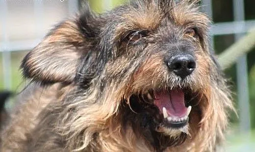 Spajki - pogodny, kochany piesek szuka domu!, maz