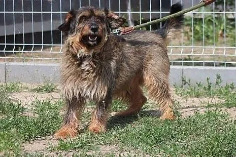 Spajki - pogodny, kochany piesek szuka domu!,  maz