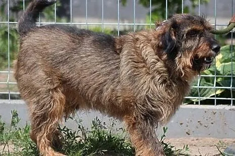Spajki - pogodny, kochany piesek szuka domu!,  maz