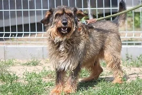Spajki - pogodny, kochany piesek szuka domu!,  maz