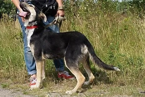 LAPS-mega fajny,madry, duzy psi dzieciak,  mazowie