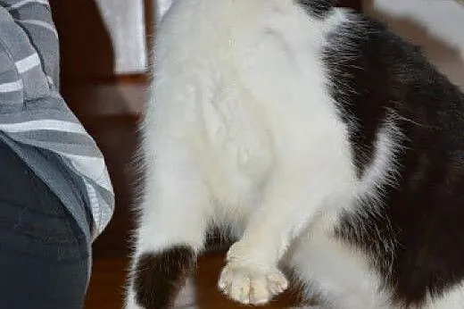 Billy - łagodny i spokojny kocurek,  wielkopolskie