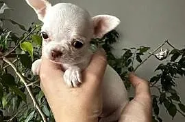 Maleńki szczeniak chihuahua