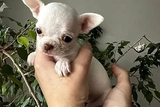 Maleńki szczeniak chihuahua, Zachodniopomorskie, Szczecin