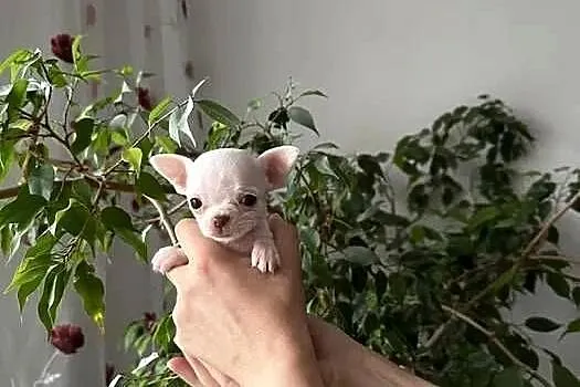 Maleńki szczeniak chihuahua, Zachodniopomorskie, Szczecin