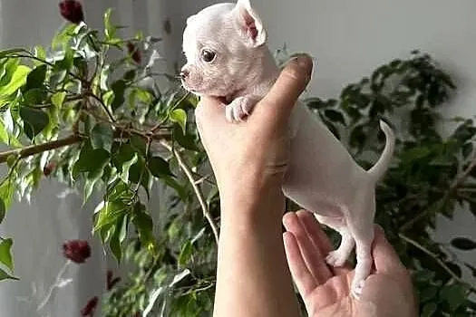 Maleńki szczeniak chihuahua, Zachodniopomorskie, Szczecin