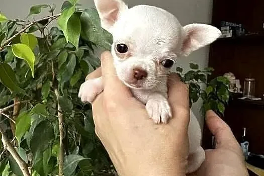 Maleńki szczeniak chihuahua, Zachodniopomorskie, Szczecin