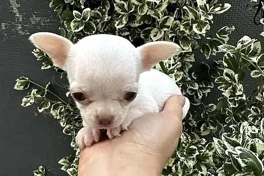 Maleńki szczeniak chihuahua, Zachodniopomorskie, Szczecin