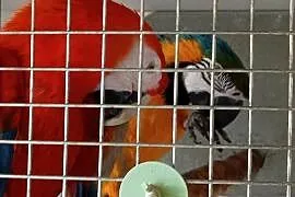 Para ARA ARARAUNA I ARA MACAO