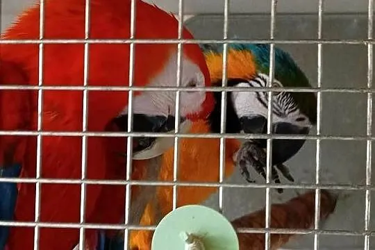 Para ARA ARARAUNA I ARA MACAO, Mazowieckie, Raszyn