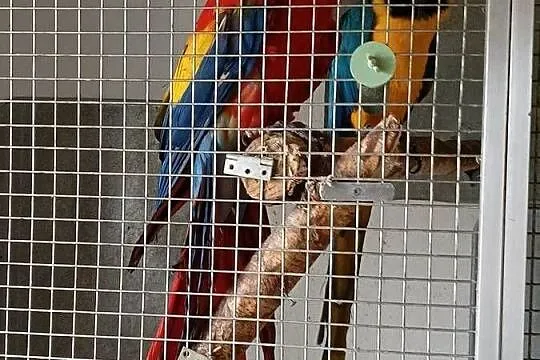 Para ARA ARARAUNA I ARA MACAO, Mazowieckie, Raszyn