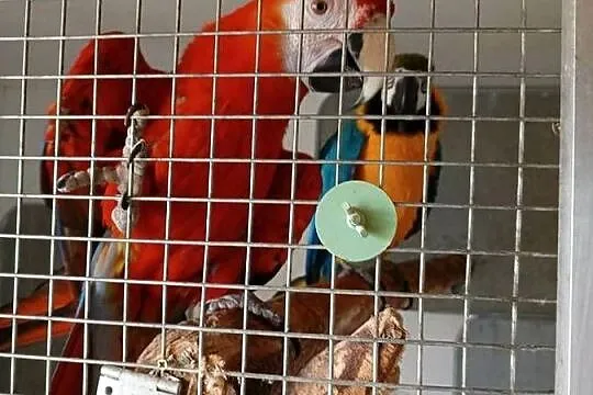 Para ARA ARARAUNA I ARA MACAO, Mazowieckie, Raszyn