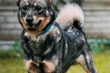 ARO - piękny psiak, porzucony na działkach szuka d, Katowice