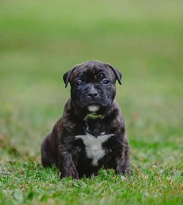 Sprzedam szczeniaki rasy Amstaff z rodowodem, Śląskie, Skrzyszów