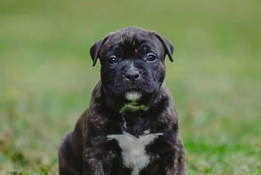 Sprzedam szczeniaki rasy Amstaff z rodowodem, Śląskie, Skrzyszów