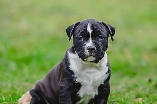 Sprzedam szczeniaki rasy Amstaff z rodowodem, Śląskie, Skrzyszów