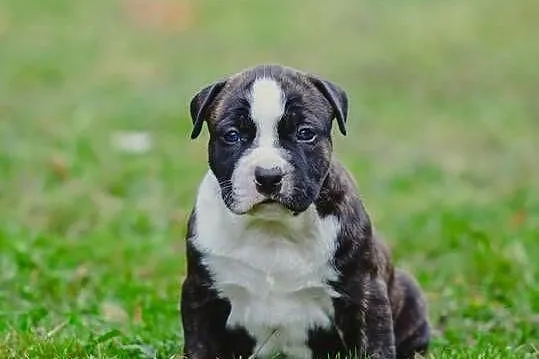 Sprzedam szczeniaki rasy Amstaff z rodowodem, Śląskie, Skrzyszów