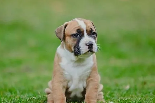 Sprzedam szczeniaki rasy Amstaff z rodowodem, Śląskie, Skrzyszów