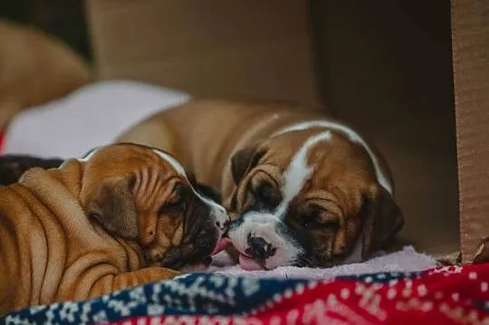 Sprzedam szczeniaki rasy Amstaff z rodowodem, Śląskie, Skrzyszów