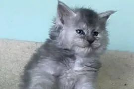 Maine Coon - Śliczne kocięta !