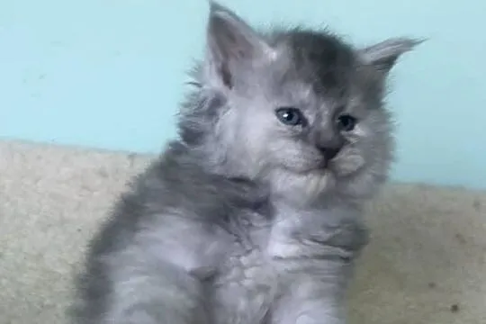 Maine Coon - Śliczne kocięta !, Dolnośląskie, Wińsko