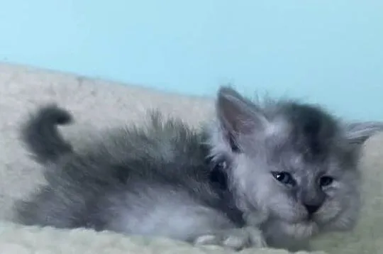 Maine Coon - Śliczne kocięta !, Dolnośląskie, Wińsko