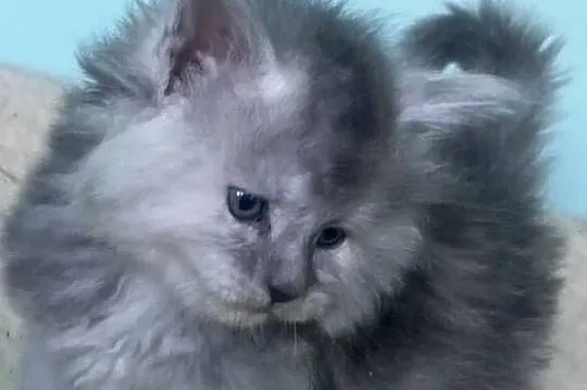 Maine Coon - Śliczne kocięta !, Dolnośląskie, Wińsko