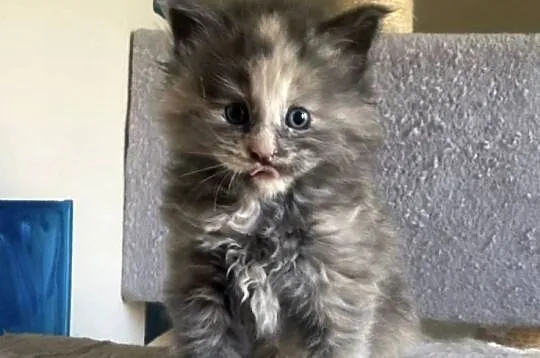 Maine Coon - Śliczne kocięta !, Dolnośląskie, Wińsko