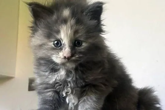 Maine Coon - Śliczne kocięta !, Dolnośląskie, Wińsko