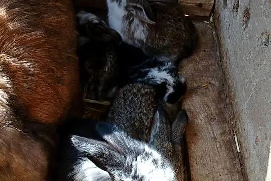 sprzedam mlode króliki, Kujawsko-pomorskie, Szczeblotowo