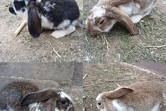 sprzedam mlode króliki, Kujawsko-pomorskie, Szczeblotowo