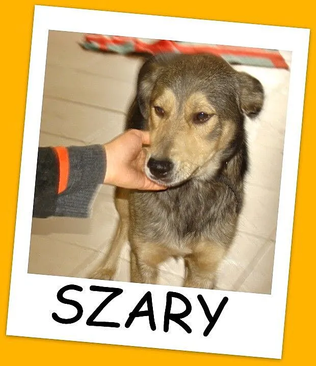 SZARY-młody 6 miesięczny psiak, łagodny,bardzo prz