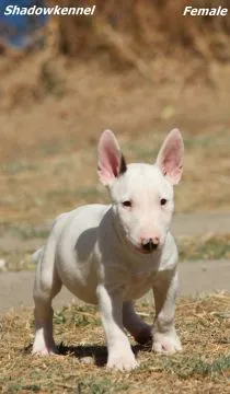 Bulterier miniaturowy Piękne zarejestrowane szczenięta na sprzedaż