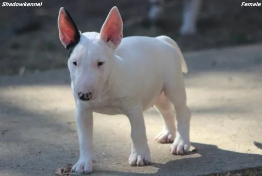 Bulterier miniaturowy Piękne zarejestrowane szczenięta na sprzedaż, Mazowieckie, Warszawa