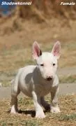 Bulterier miniaturowy Piękne zarejestrowane szczenięta na sprzedaż
