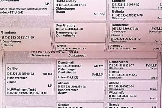 Wszechstronna klacz do sportu, czyste RTG, , Rąbień
