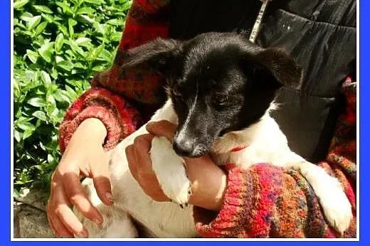 Mała, 5 kg, wrażliwa suczka RABCIA, łagodna,spokoj