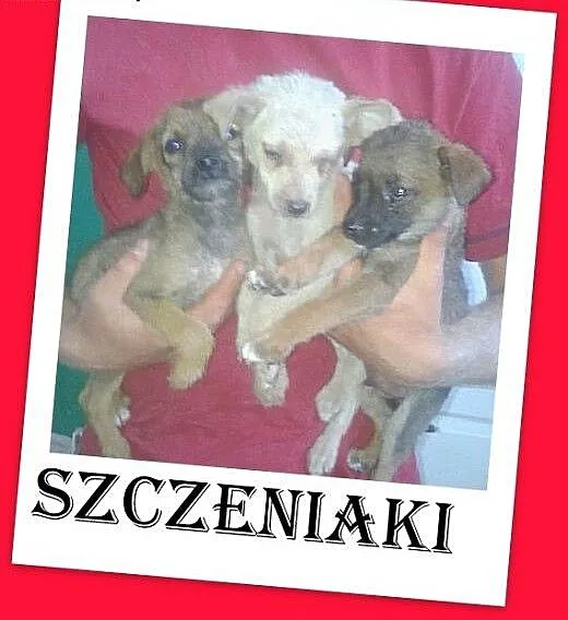 Szczeniaki 2 mies.pieski i suczka,odrobaczone,szcz