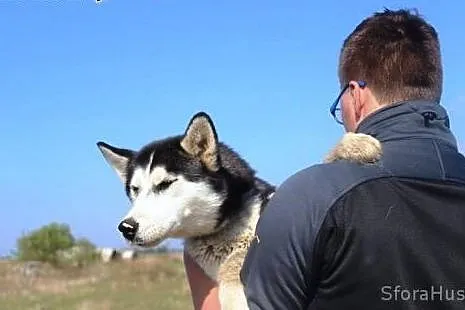 TIMITA młodziutka husky prosi o dom,  wielkopolskie Poznań