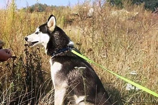 TIMITA młodziutka husky prosi o dom,  wielkopolski