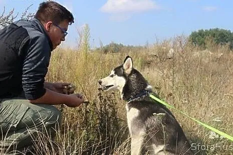 TIMITA młodziutka husky prosi o dom,  wielkopolski
