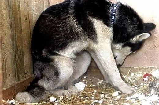 TIMITA młodziutka husky prosi o dom,  wielkopolski