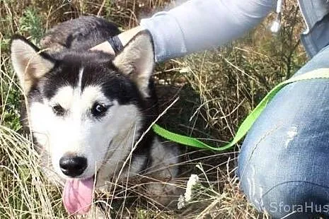 TIMITA młodziutka husky prosi o dom,  wielkopolski