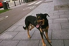 Borys tak dumnie brzmi, podaruj dom wyjątkowemu ps