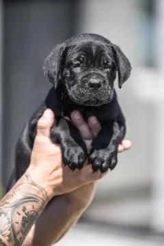 Cane Corso Piękne zarejestrowane szczenięta na sprzedaż, Mazowieckie, Warszawa