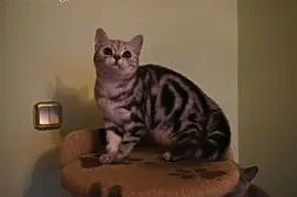 Whiskas - koteczka brytyjska,  warmińsko-mazurskie, Elbląg