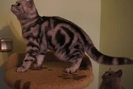 Whiskas - koteczka brytyjska,  warmińsko-mazurskie