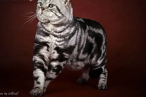 Whiskas - koteczka brytyjska,  warmińsko-mazurskie