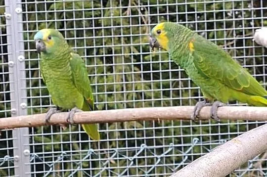 Sprzedam Amazonki Niebieskoczelne, Małopolskie, Skałka